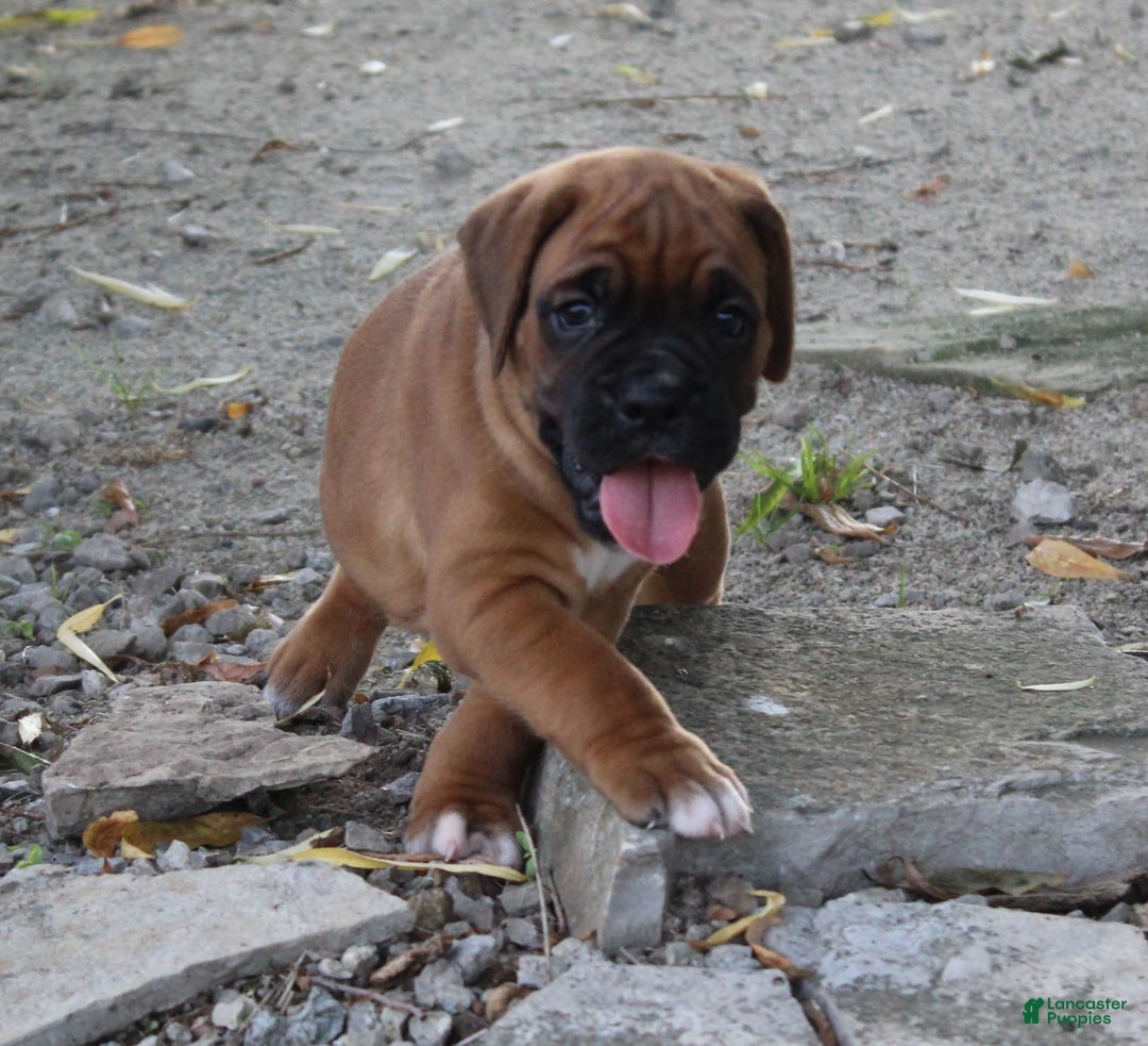 Boxer dogs for sale: River - Image 1