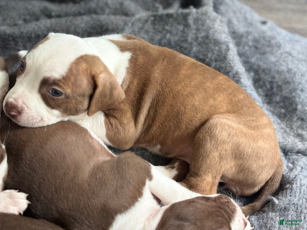American Bully dogs for sale: Princess - Image 5