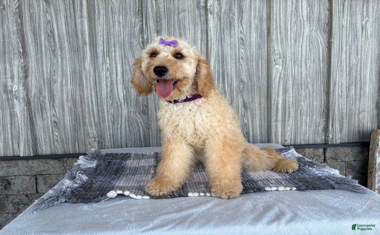Mini Goldendoodle dogs for sale - Ad 4