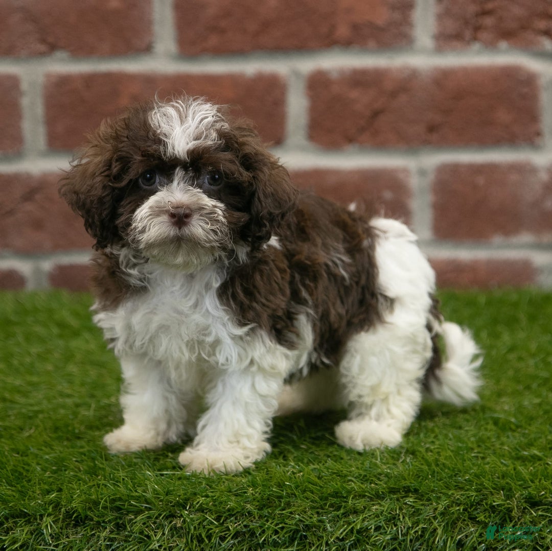 Havanese dogs for sale: Gabby - Image 1
