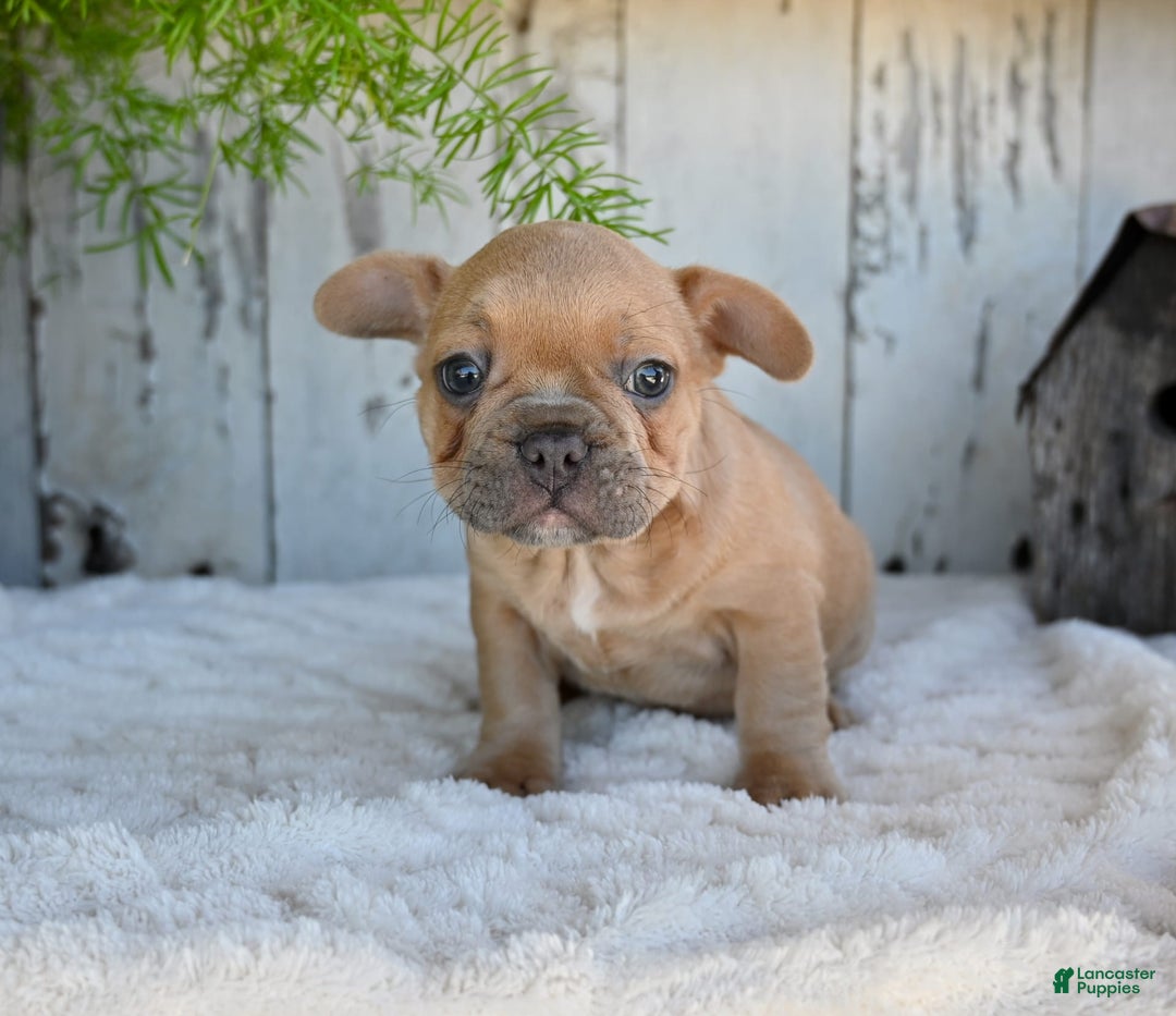 French Bulldog dogs for sale: Buster - Image 5