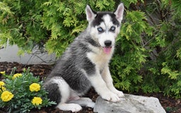 Siberian Husky dogs for sale: Max - Image 1