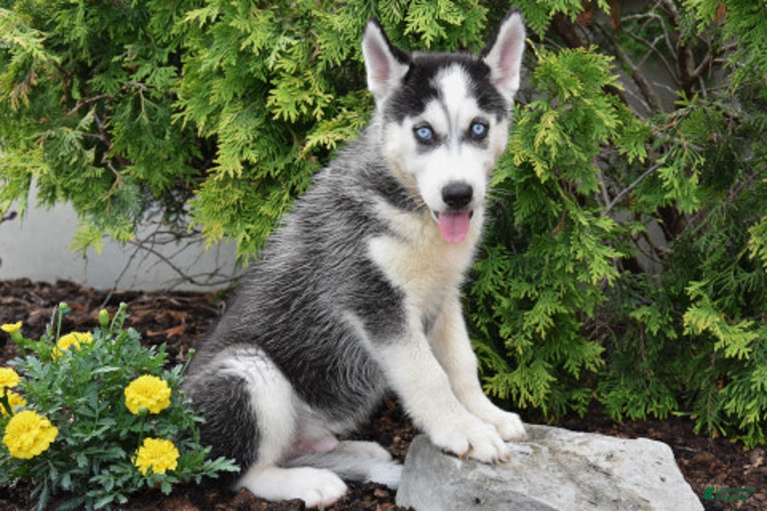 Siberian Husky dogs for sale: Max - Image 1