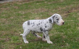 Great Dane dogs for sale: Joujou - Image 12