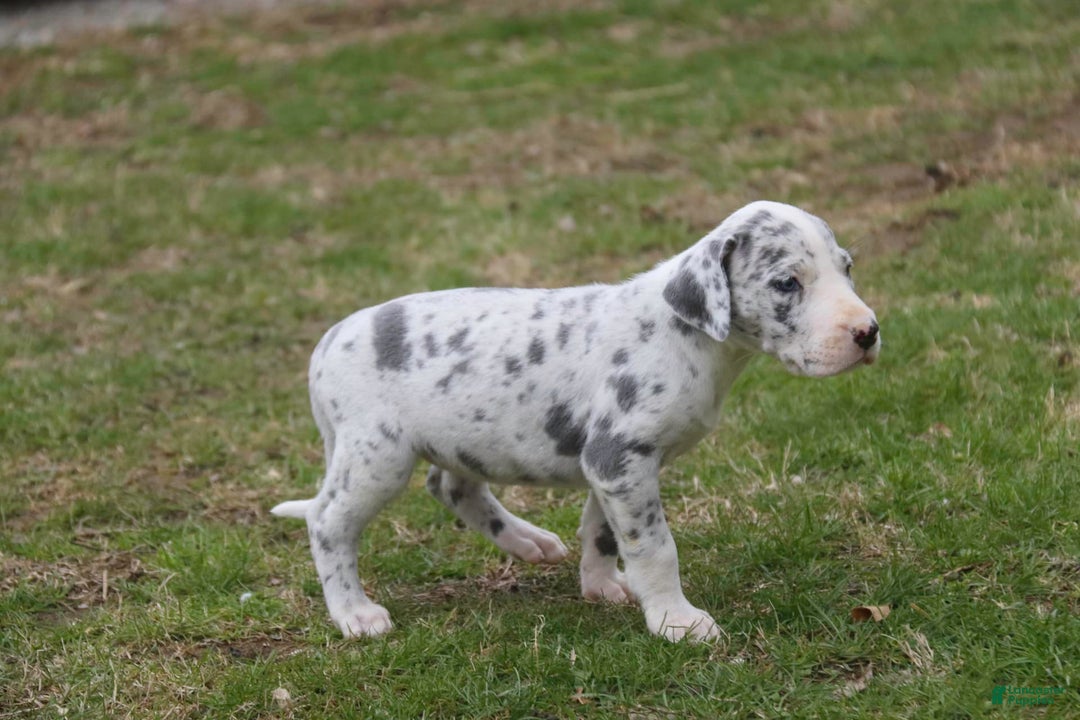 Great Dane dogs for sale: Joujou - Image 12