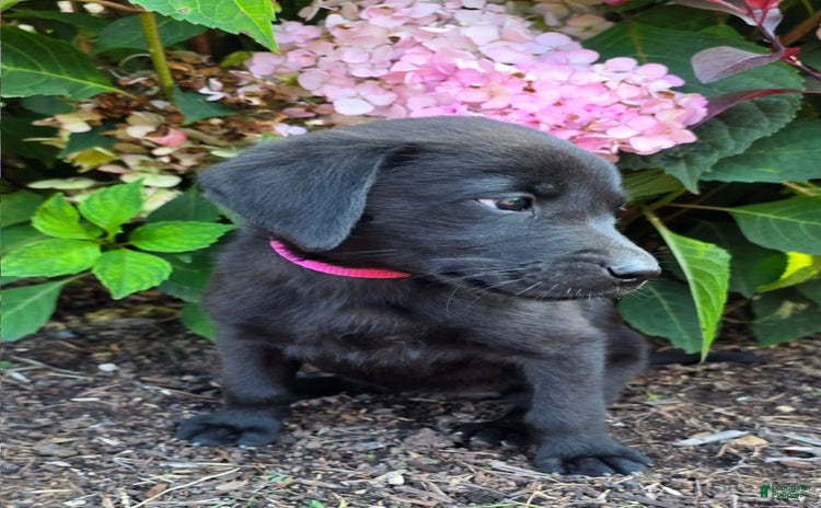 Labrador Retriever dogs for sale - Ad 3