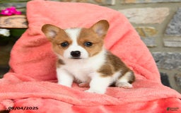 Welsh Corgi Pembroke dogs for sale: Vera Akc - Image 2
