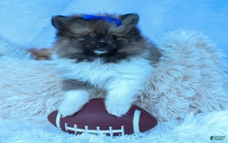 Pomeranian dogs for sale: Bobby - Image 10