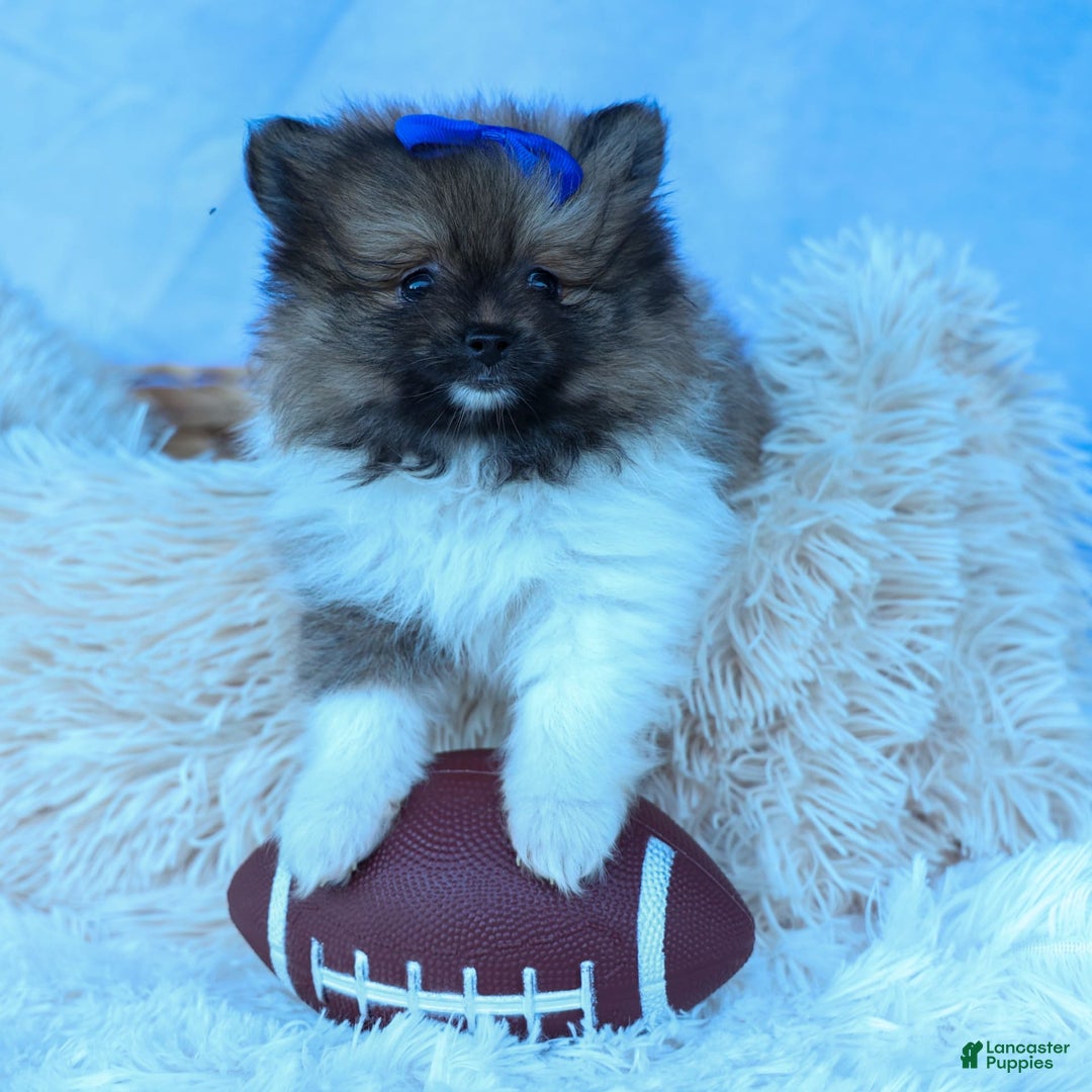 Pomeranian dogs for sale: Bobby - Image 10