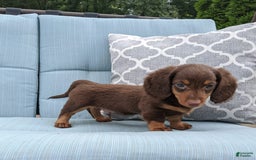 Miniature Dachshund dogs for sale: Coco - Image 6