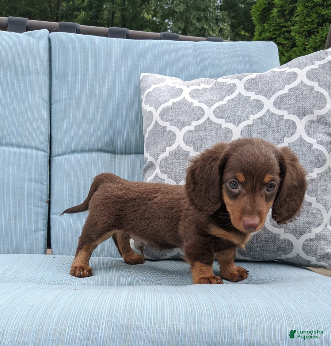 Miniature Dachshund dogs for sale: Coco - Image 6