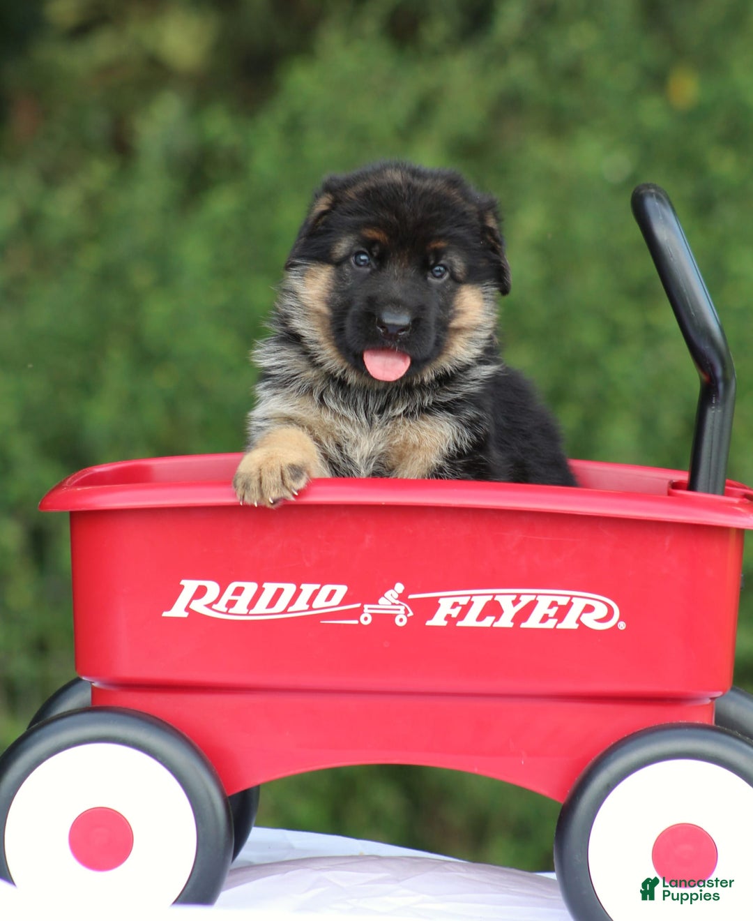 German Shepherd dogs for sale: Jessa - Image 8