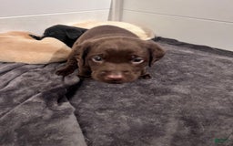 Labrador Retriever dogs for sale: Bear - Image 2