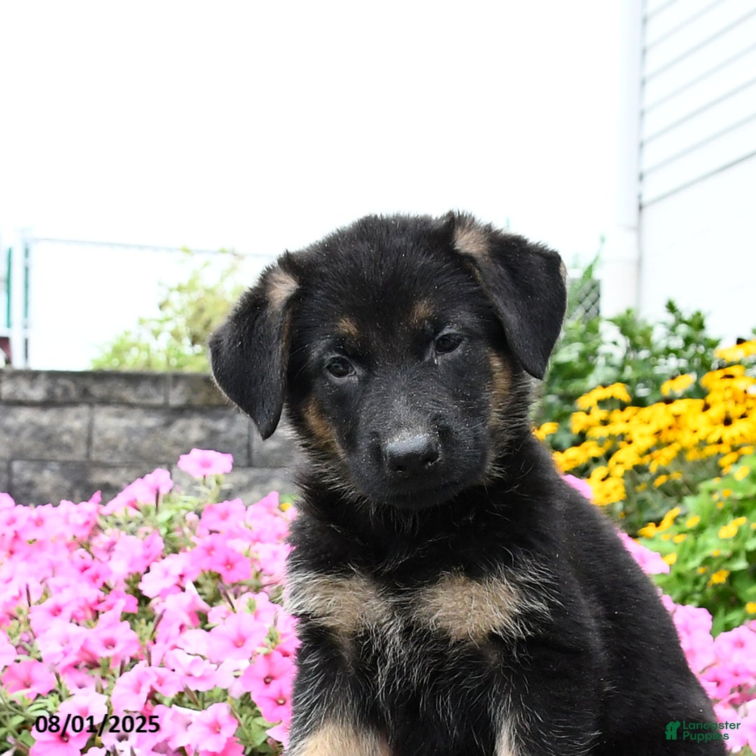 German Shepherd dogs for sale: Satin - Image 4