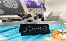 Yorkiepoo dogs for sale: India - Image 1