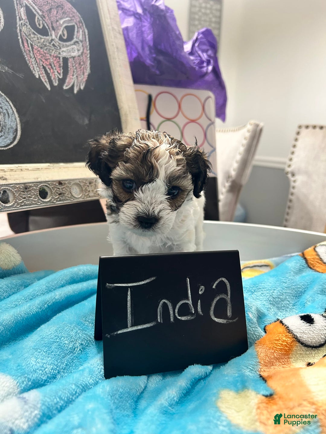 Yorkiepoo dogs for sale: India - Image 1