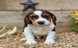 Beagle dogs for sale: Charlie - Image 5