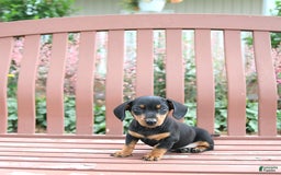Miniature Dachshund dogs for sale: Ace - Image 5