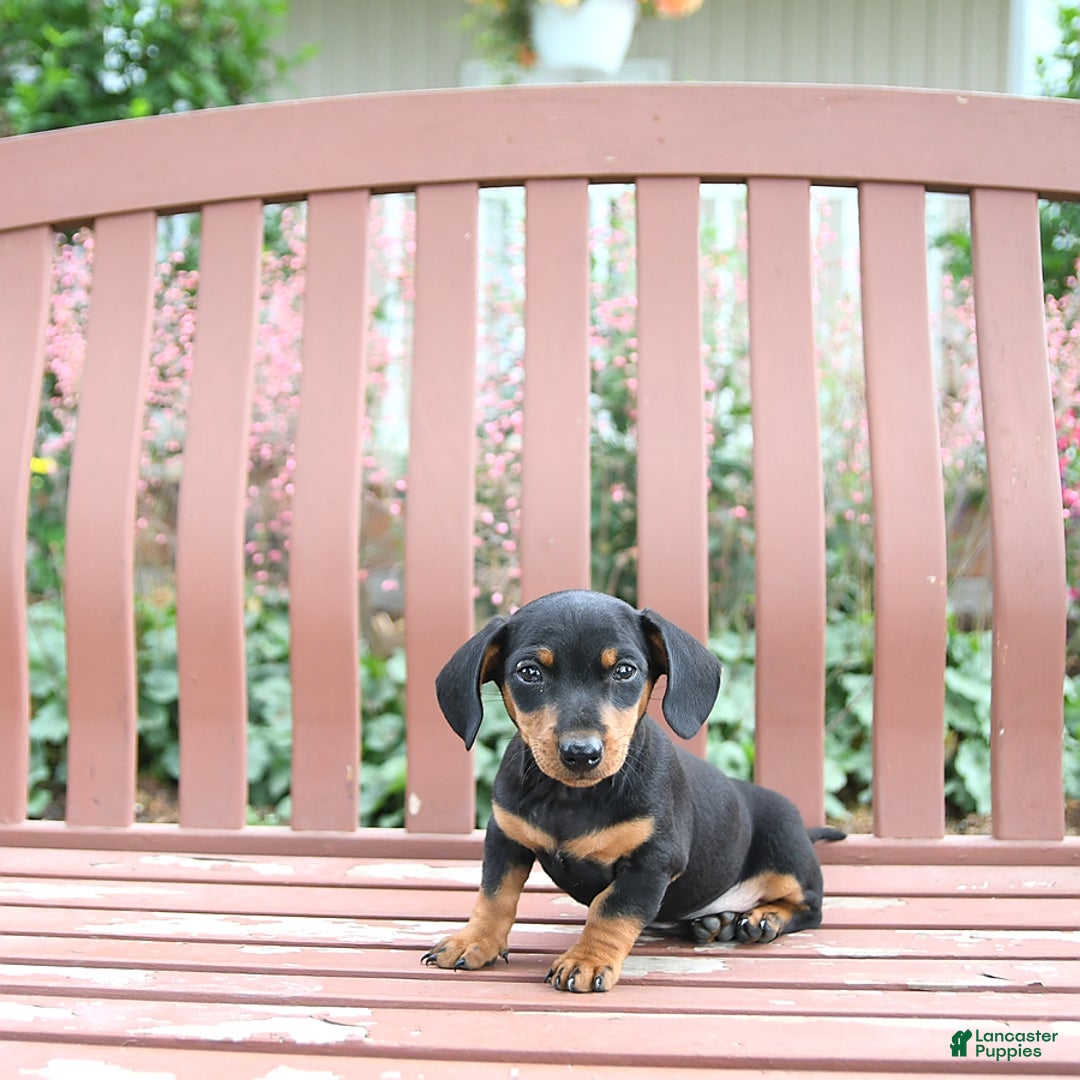 Miniature Dachshund dogs for sale: Ace - Image 5