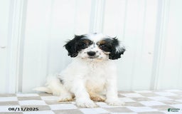 Cavapoo dogs for sale: Utah - Image 3
