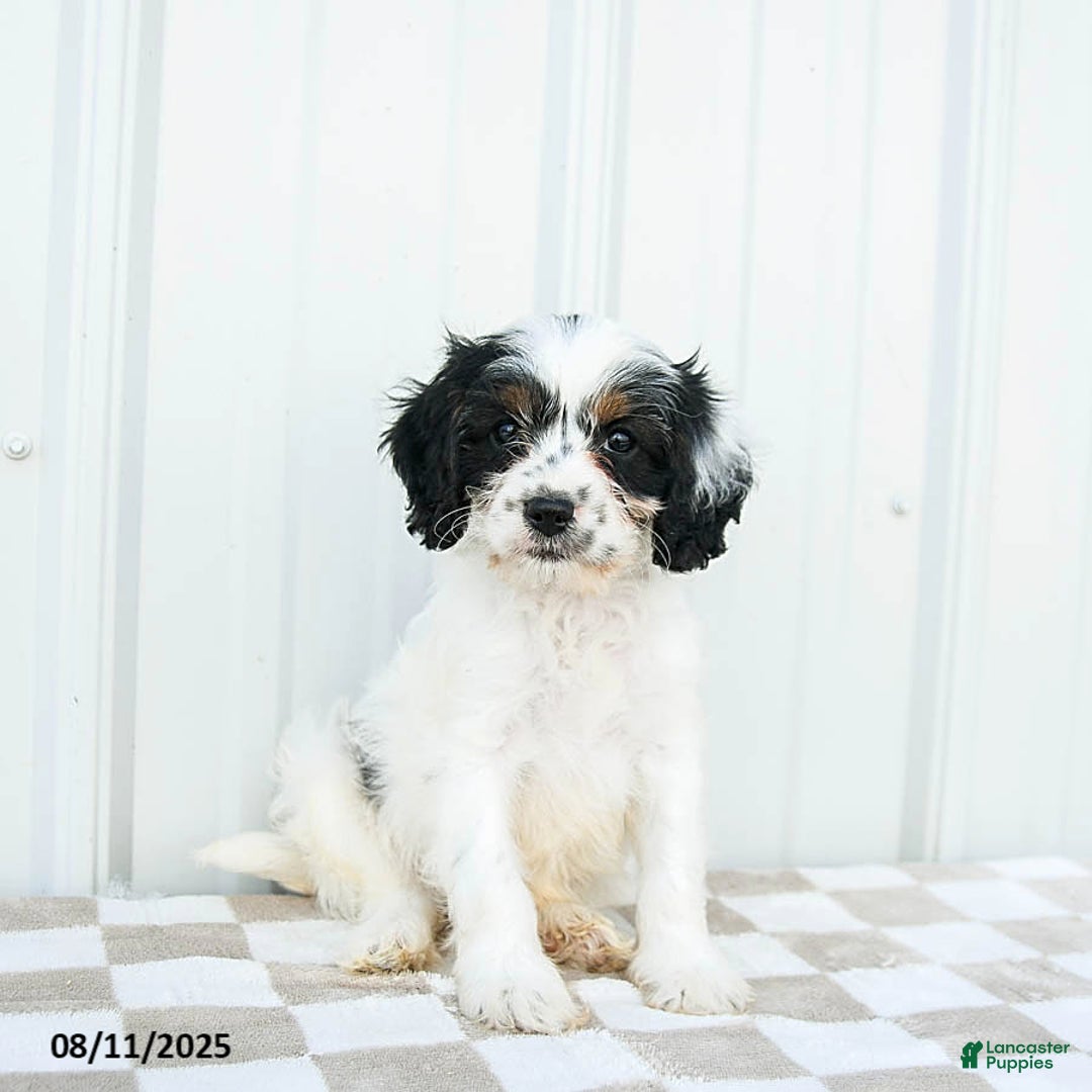 Cavapoo dogs for sale: Utah - Image 3