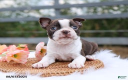 Boston Terrier dogs for sale: Dolly - Image 2