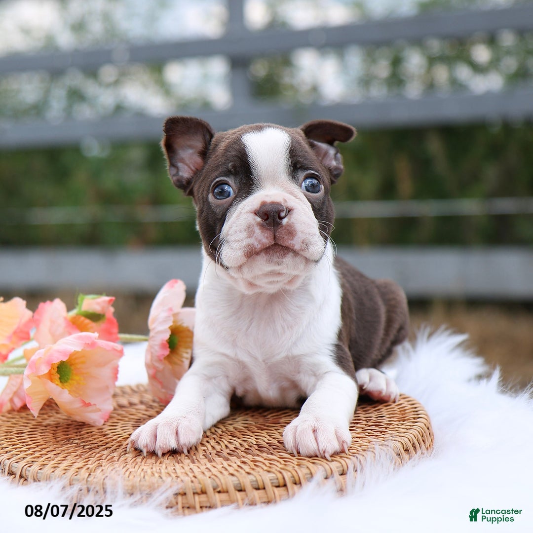 Boston Terrier dogs for sale: Dolly - Image 2