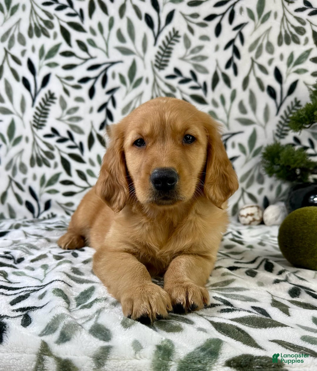 Golden Retriever dogs for sale: George - Listing for pets: George, Garrison, Geo - Image 4