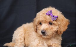Bichpoo dogs for sale: Beauty - Image 2