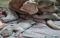 Afghan Hound dogs for sale: Afghan Hound Puppy 2 - Image 1