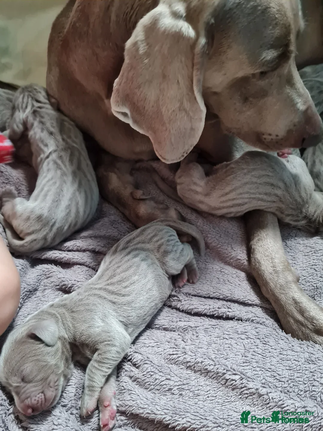 Afghan Hound dogs for sale: Afghan Hound Puppy 2 - Image 1