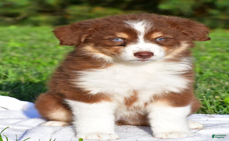 Australian Shepherd dogs for sale - Ad 4