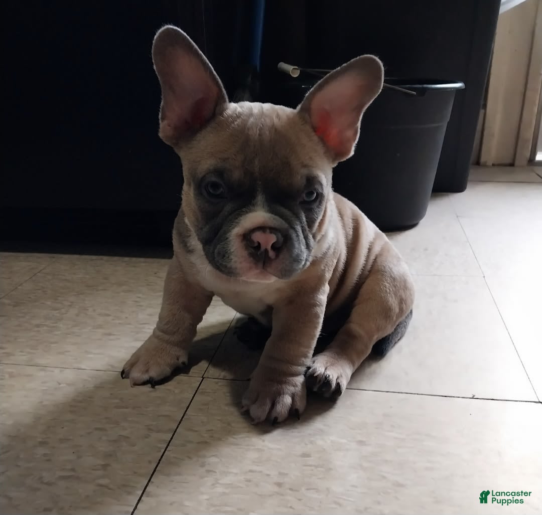 American Bully dogs for sale: Sebastian - Image 2
