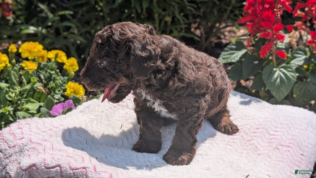 Toy Poodle dogs for sale: Zion - Image 2