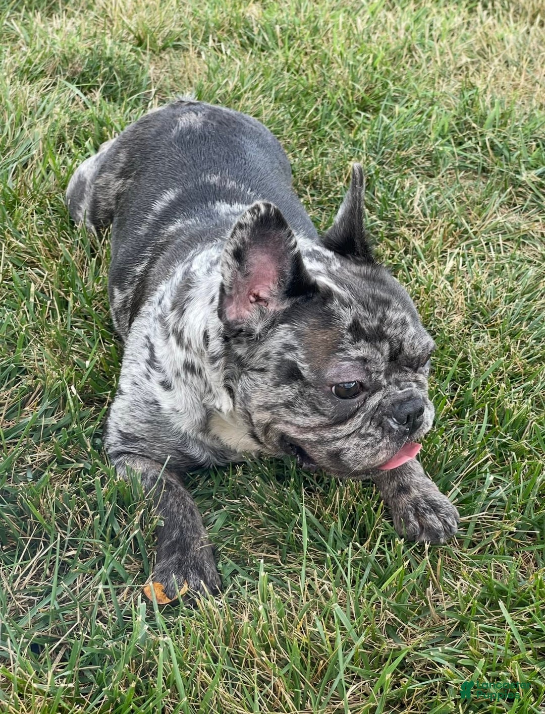 French Bulldog dogs for sale: Fluffy Girl - Image 5