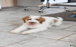 Goldendoodle dogs for sale: Scout - Image 5