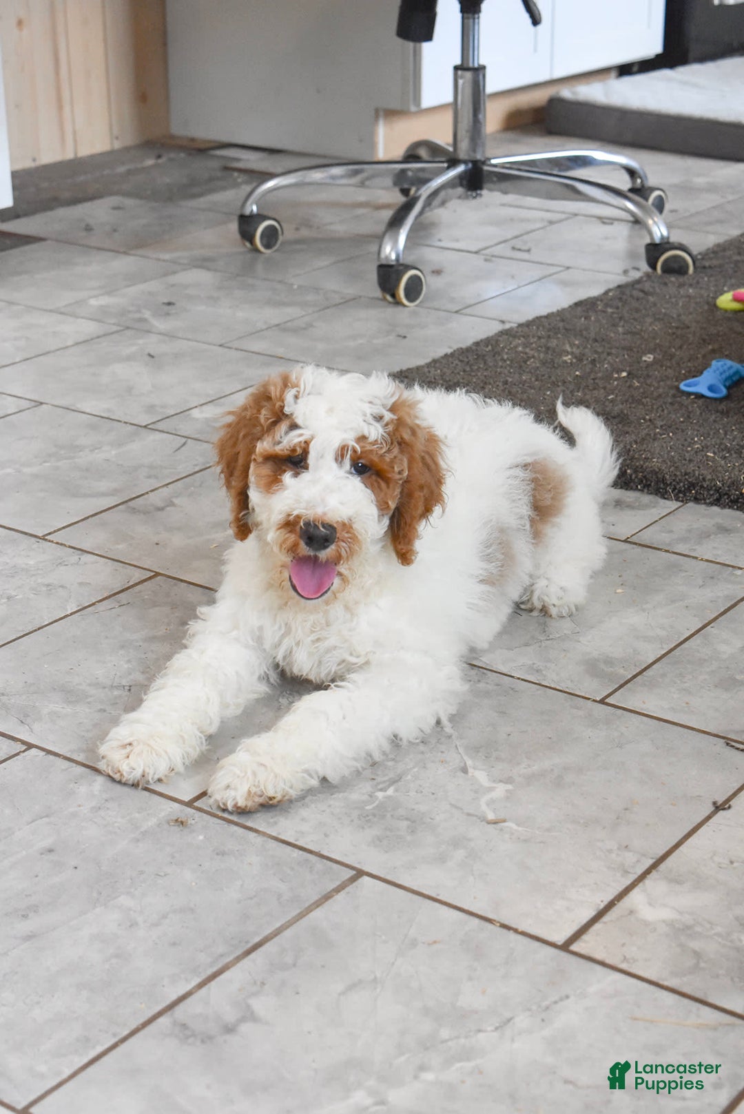 Goldendoodle dogs for sale: Scout - Image 5