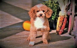 Mini Goldendoodle dogs for sale: Rio - Image 10