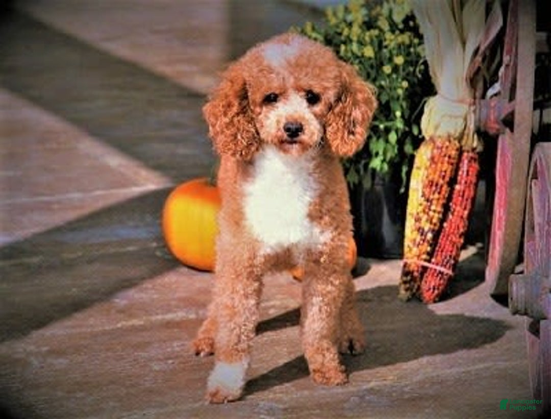 Mini Goldendoodle dogs for sale: Rio - Image 10