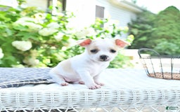 Chihuahua dogs for sale: Tina - Image 10