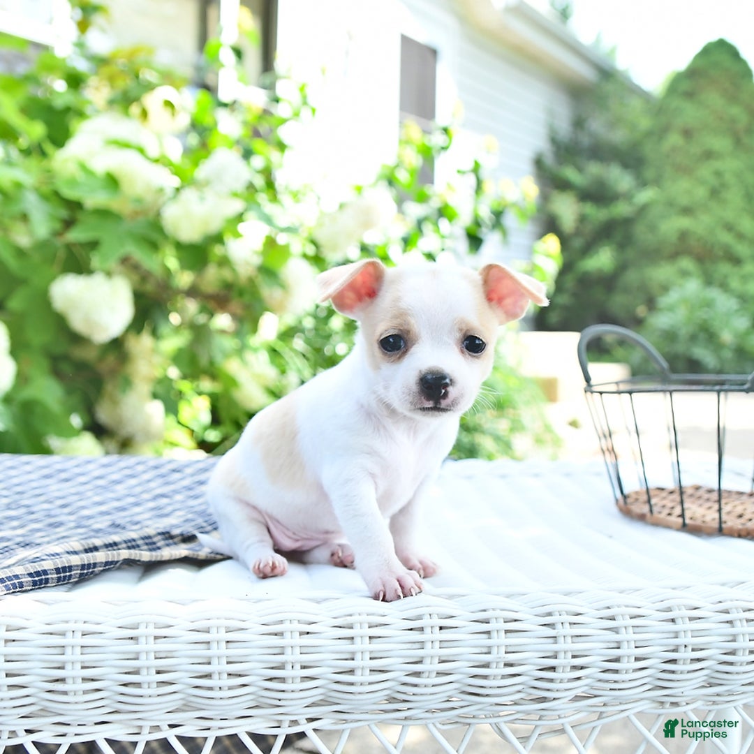 Chihuahua dogs for sale: Tina - Image 10