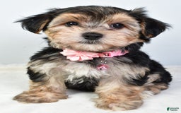 Morkie dogs for sale: Allie - Image 1