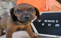 Redbone Coonhound dogs for sale: Winnie - Image 2