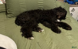 Portuguese Water Dog dogs for sale: Oliver - Image 7