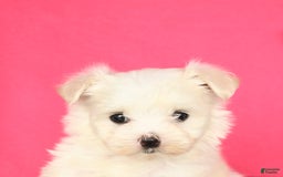 Maltese dogs for sale: Max - Image 5