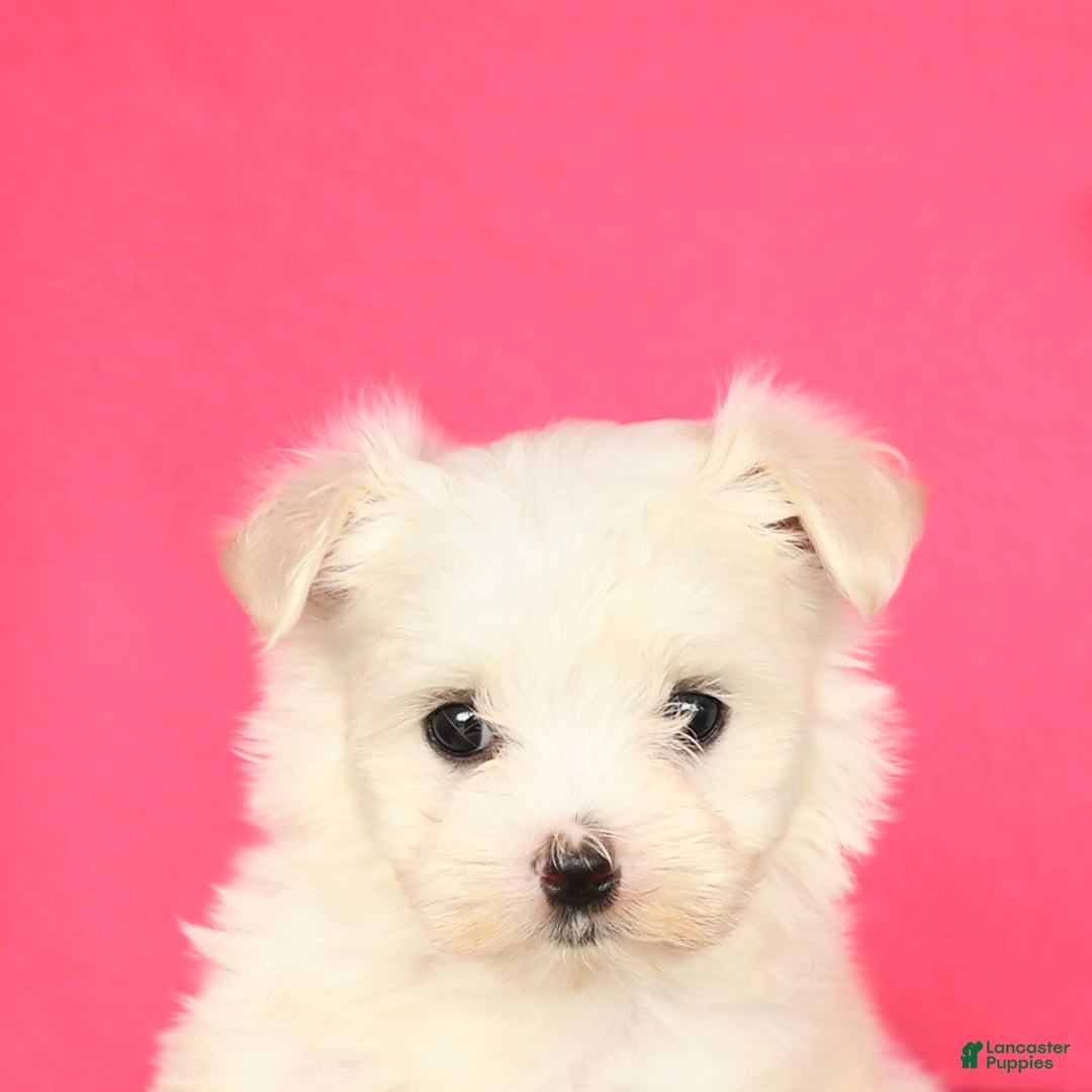 Maltese dogs for sale: Max - Image 5