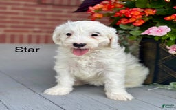 Mini Bernedoodle dogs for sale: Star - Image 3