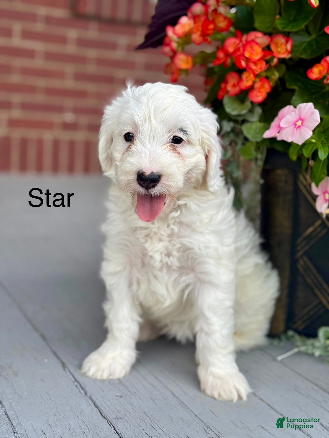 Mini Bernedoodle dogs for sale: Star - Image 3