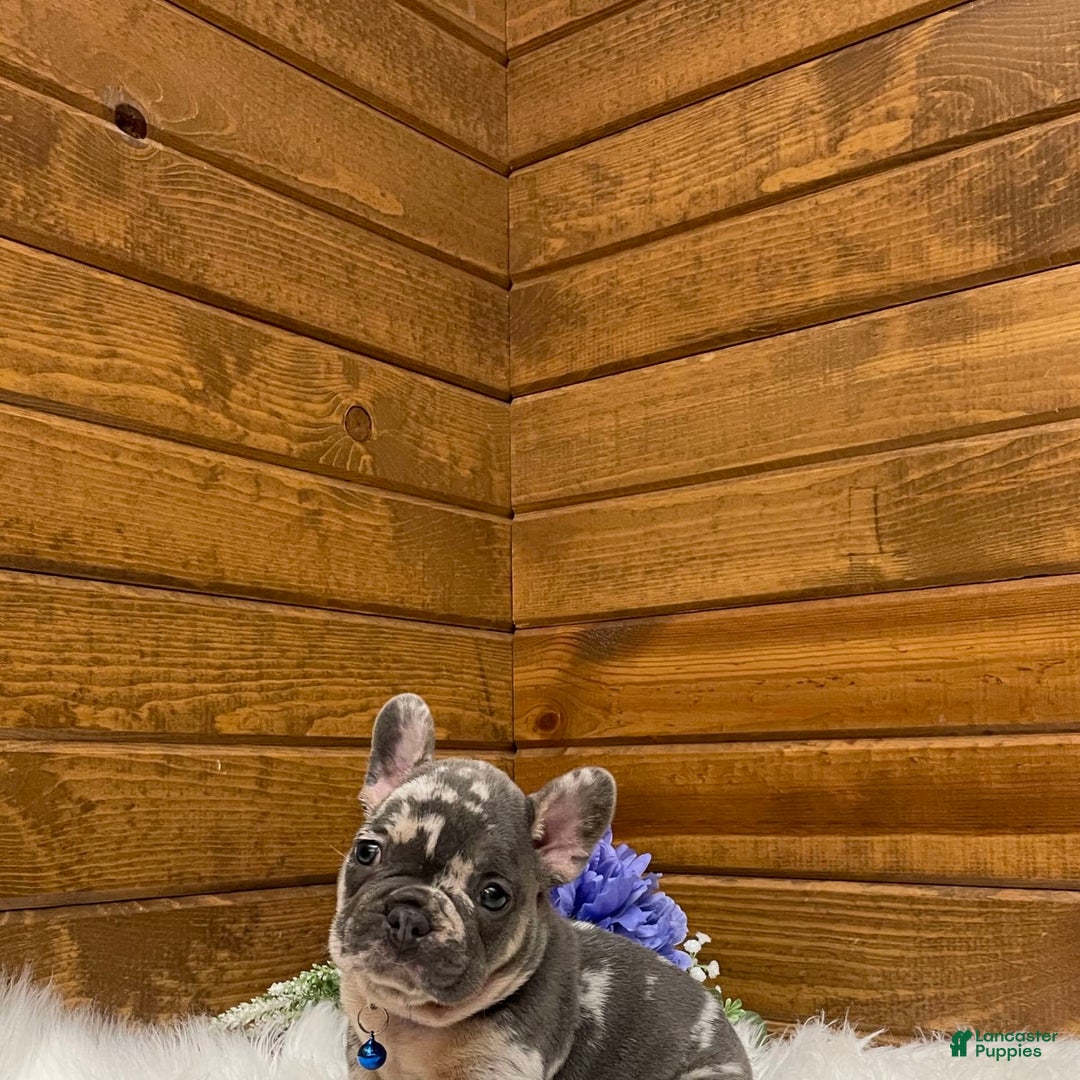 French Bulldog dogs for sale: Knox - Image 3