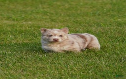 Gerberian Shepsky dogs for sale: Max - Image 3